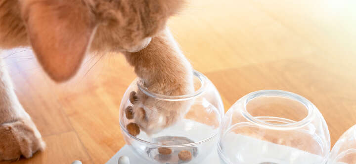 themenwelt themeneinstieg katzenernaehrung spielerisches fuettern 1600x740